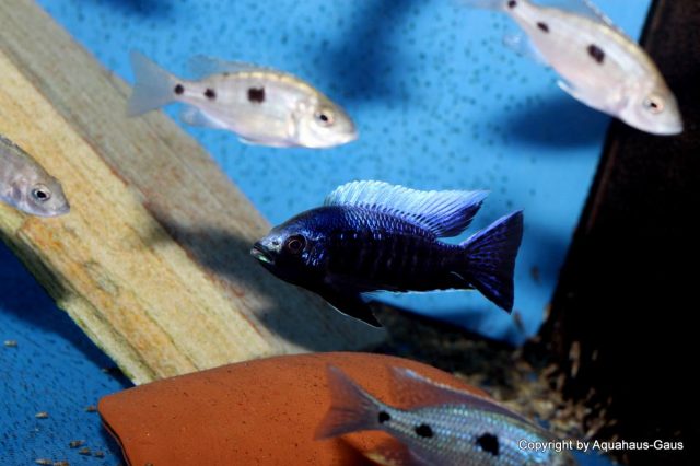Copadichromis trewavasae Lupingu (samec a samice)