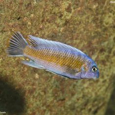 Labeotropheus trewavasae