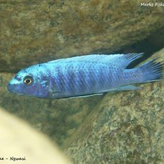 Labeotropheus trewavasae