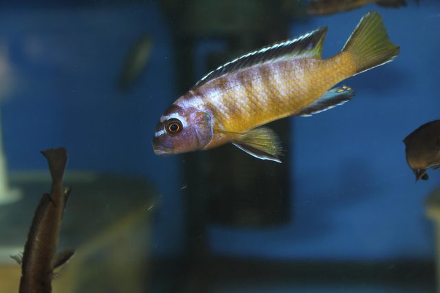 Metriaclima usisyae Mara Rock (samec)