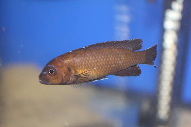 Metriaclima usisyae Mara Rock (samice)