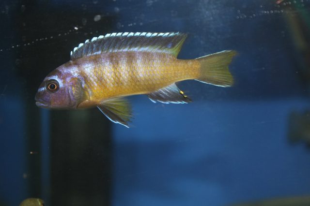 Metriaclima usisyae Mara Rock (samec)