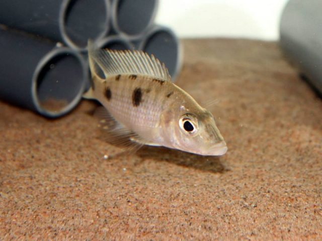 Stigmatochromis macrorhynchos (samice)