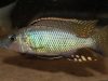Stigmatochromis macrorhynchos
