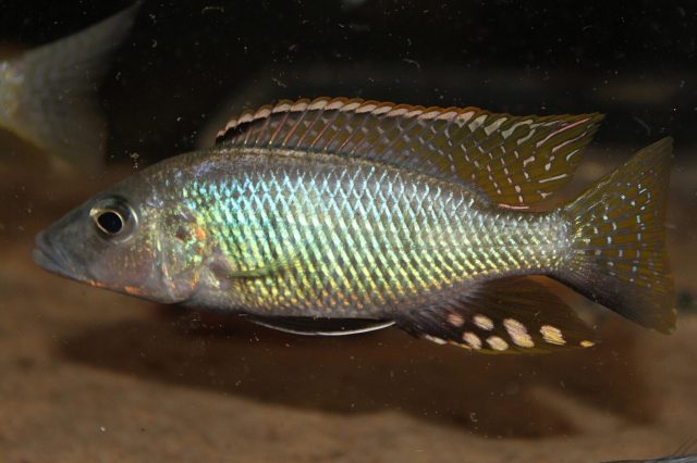 Stigmatochromis macrorhynchos