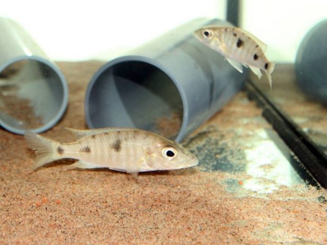 Stigmatochromis macrorhynchos (samice)