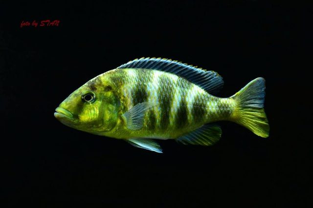 Nimbochromis venustus (samice)