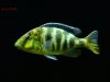 Nimbochromis venustus (samice)
