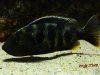 Nimbochromis venustus (samice)