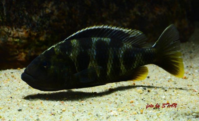 Nimbochromis venustus (samice)