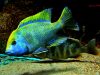 Nimbochromis venustus (samec)
