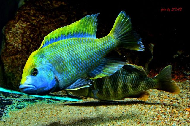 Nimbochromis venustus (samec)
