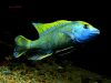 Nimbochromis venustus (samec)