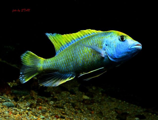 Nimbochromis venustus (samec)