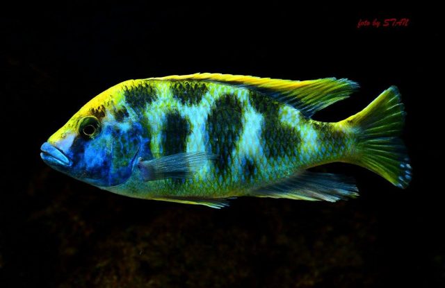 Nimbochromis venustus