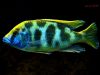 Nimbochromis venustus
