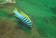 Cynotilapia zebroides