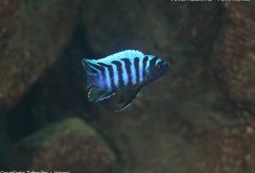 Cynotilapia zebroides