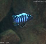 Cynotilapia zebroides