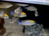 Lethrinops sp. 'yellow collar' (samec a samice)