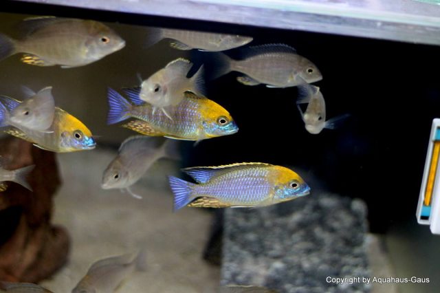 Lethrinops sp. 'yellow collar' (samec a samice)