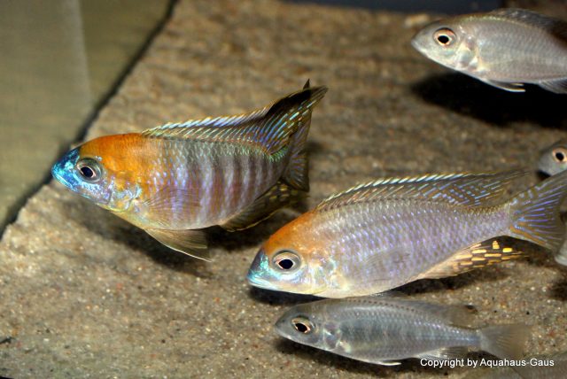 Lethrinops sp. 'yellow collar' (samec)