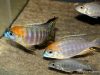Lethrinops sp. 'yellow collar' (samec)