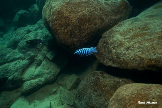 Metriaclima zebra Mitande (samec)
