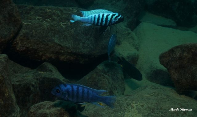 Metriaclima zebra Mitande (samec)