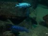 Metriaclima zebra Mitande (samec)