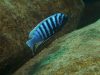 Metriaclima zebra Mitande (samec)