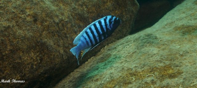 Metriaclima zebra Mitande (samec)