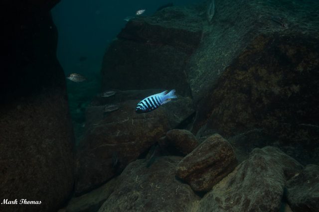 Metriaclima zebra Mitande (samec)