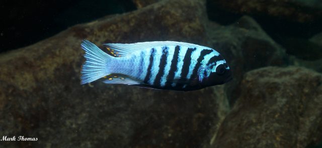 Metriaclima zebra (13)