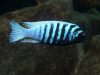 Metriaclima zebra (13)