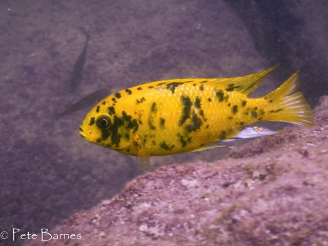Tropheops tropheops