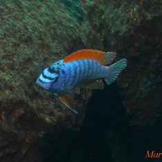 Labeotropheus trewavasae