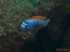 Labeotropheus trewavasae