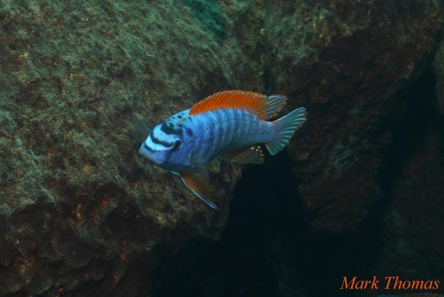 Labeotropheus trewavasae