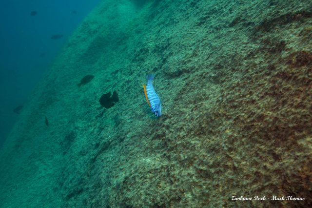 Labeotropheus trewavasae (samec)