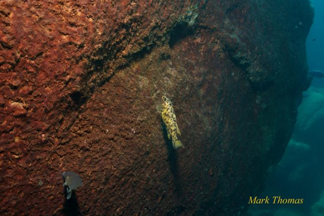 Labeotropheus trewavasae (OB samice)