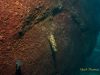 Labeotropheus trewavasae (OB samice)