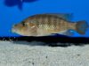 Abactochromis labrosus (samice)