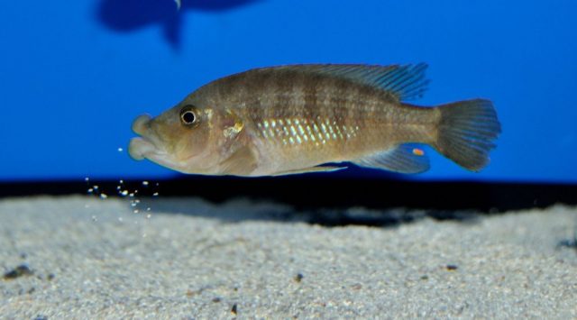 Abactochromis labrosus (samice)