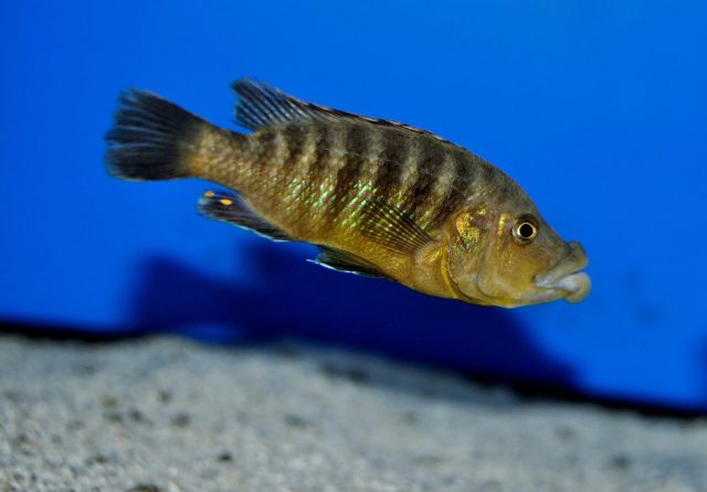 Abactochromis labrosus