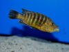 Abactochromis labrosus