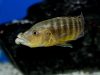 Abactochromis labrosus (samec)