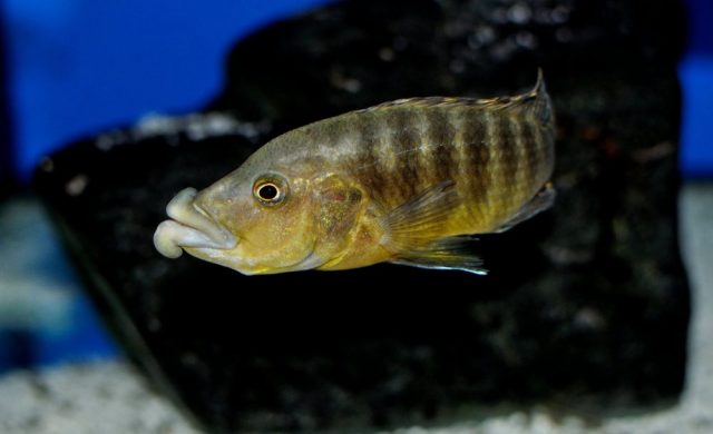 Abactochromis labrosus (samec)