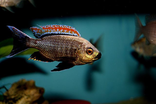 Copadichromis sp. &#8218;fire crest&#8216;