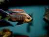 Copadichromis sp. ‚fire crest‘